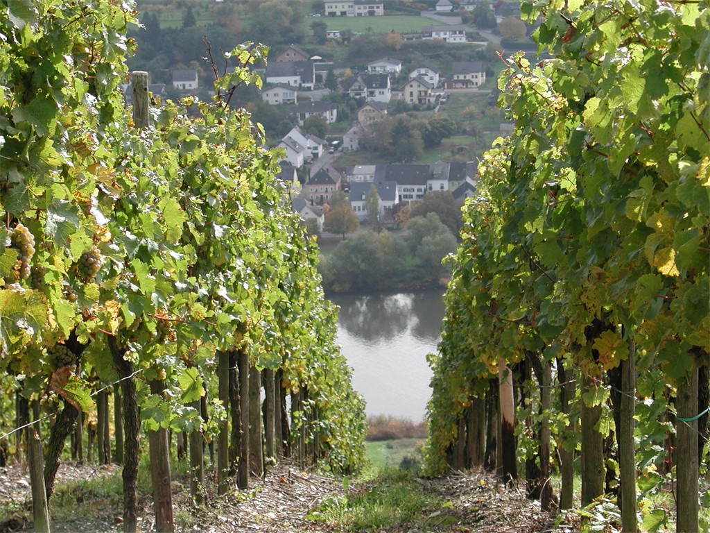 Blick auf Brauneberg