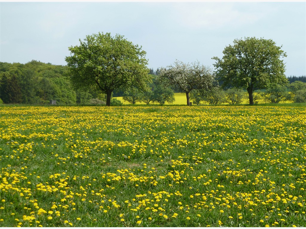 Eifel in Gelb und Grün