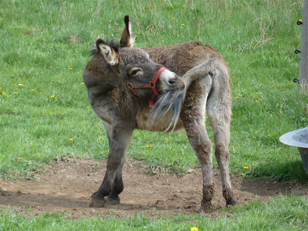 Nicht nur die Katze beißt sich in den Schwanz