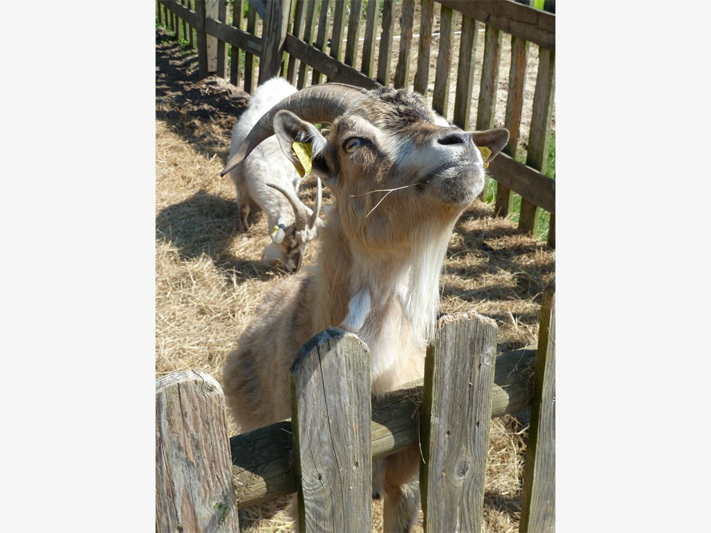 „Wie wird das Wetter?“