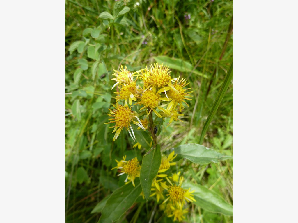 Solidago virgaurea subsp. minuta
