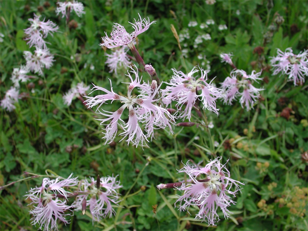 Dianthus superbus subsp. alpestris