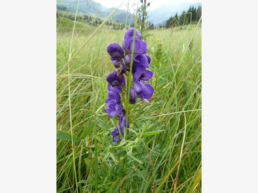 Aconitum napellus