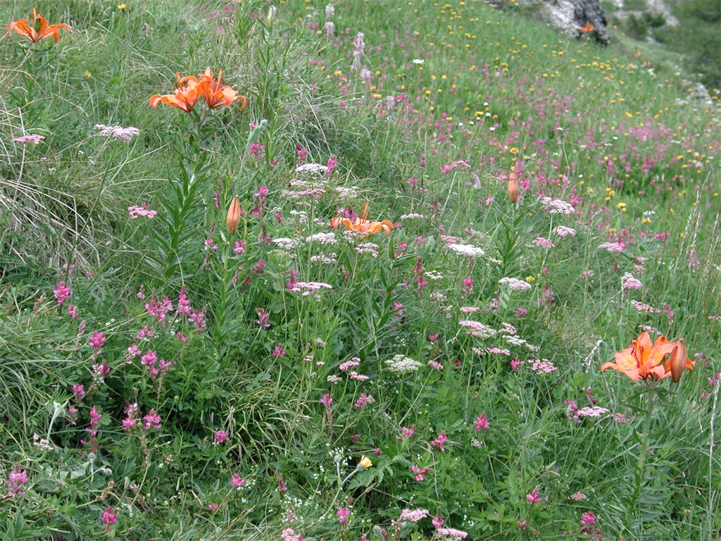 Blumenpracht