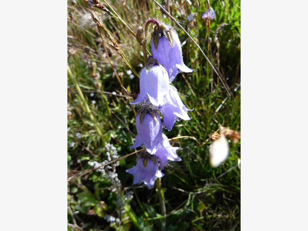 Campanula barbata