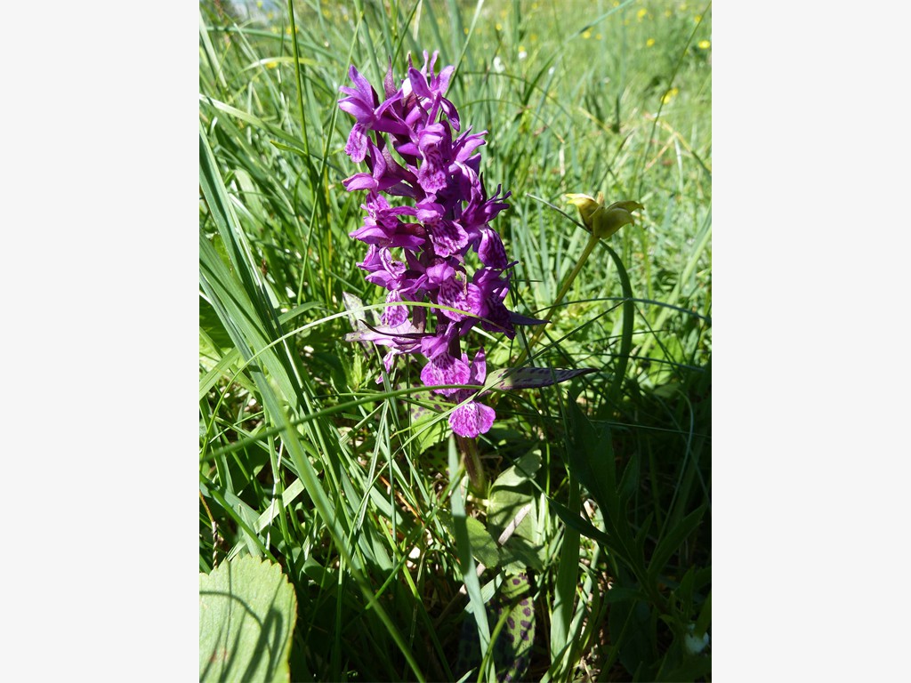 Eher seltene Orchidee: Dactylorhiza majalis