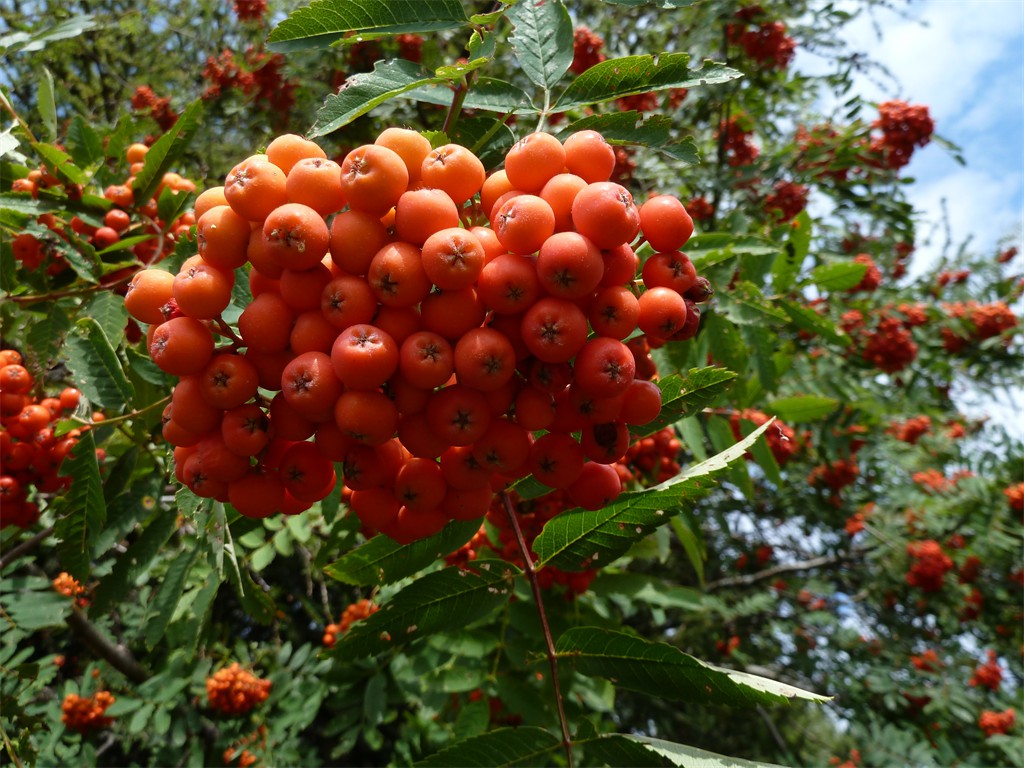 Rote Pracht im Spätsommer