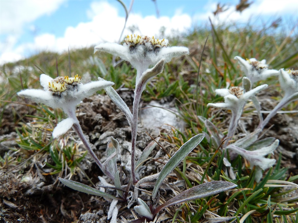 Leontopodium alpinum