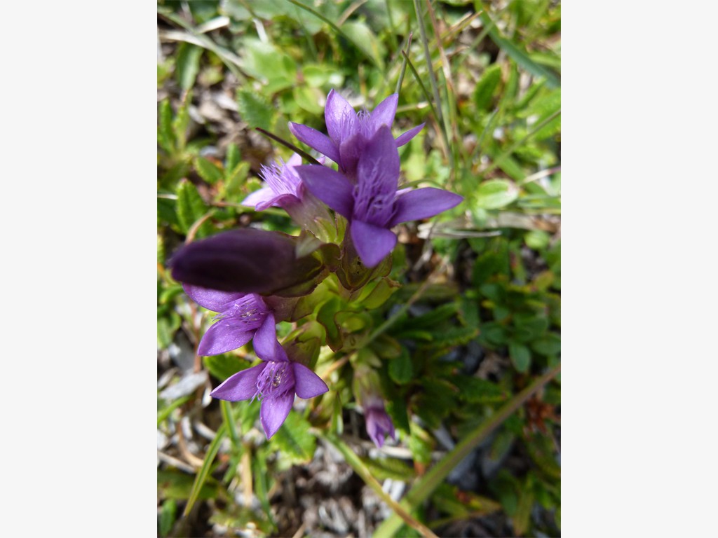 Gentianella campestris