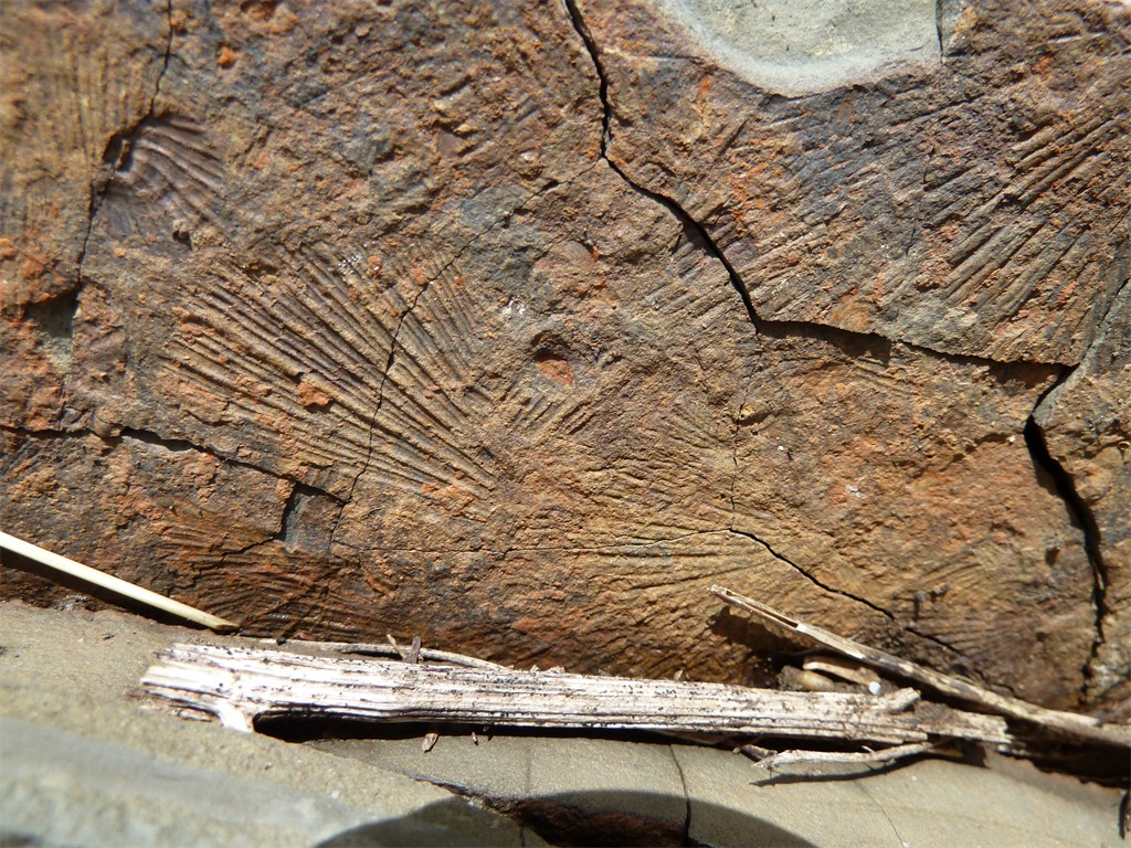 Fossilien
