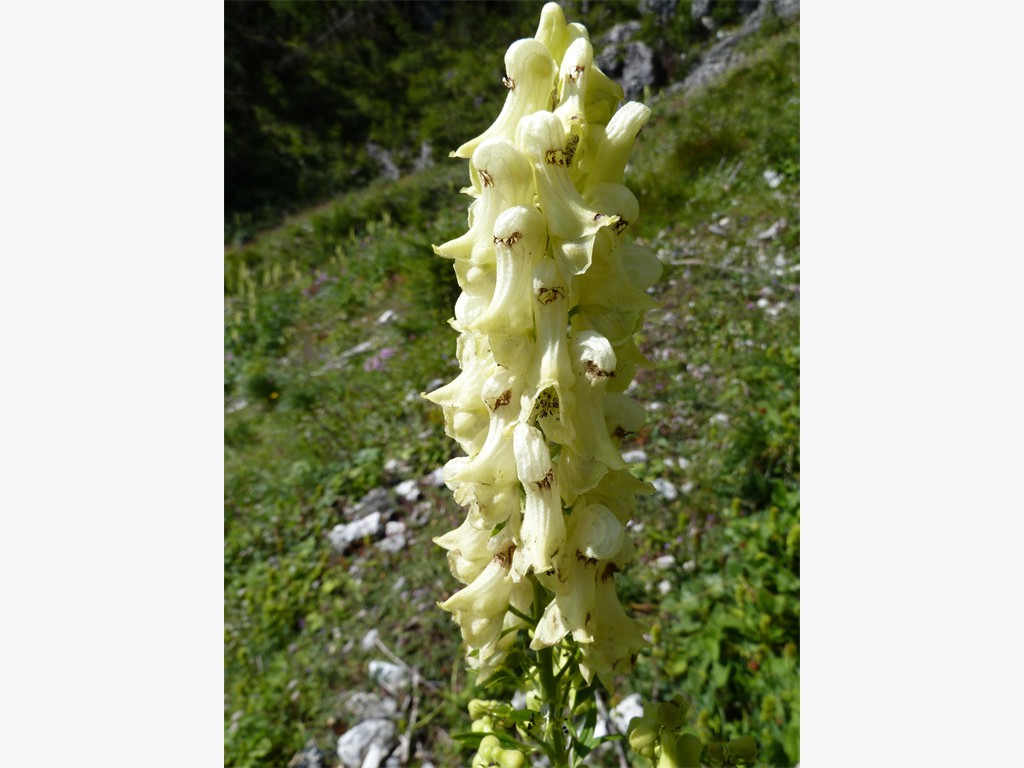 Aconitum lycoctonum