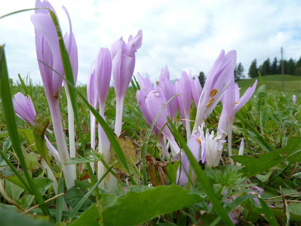 Kündigt den Bergherbst an