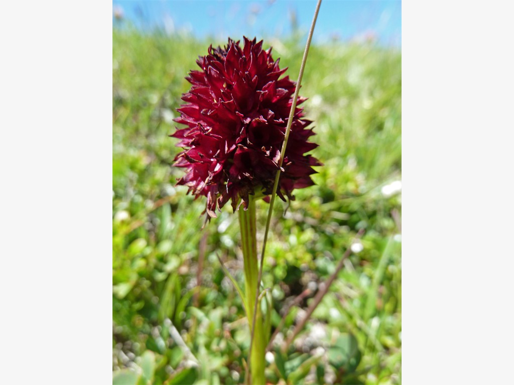 Gehört ebenfalls zu den Orchideen