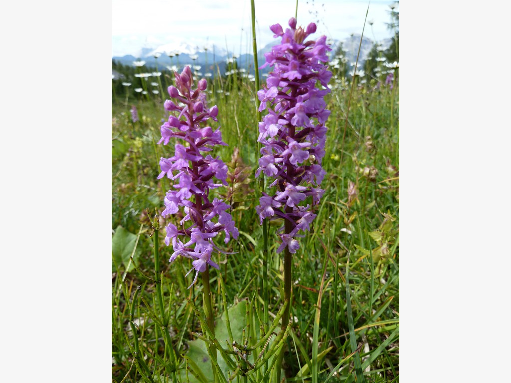 Orchideenart