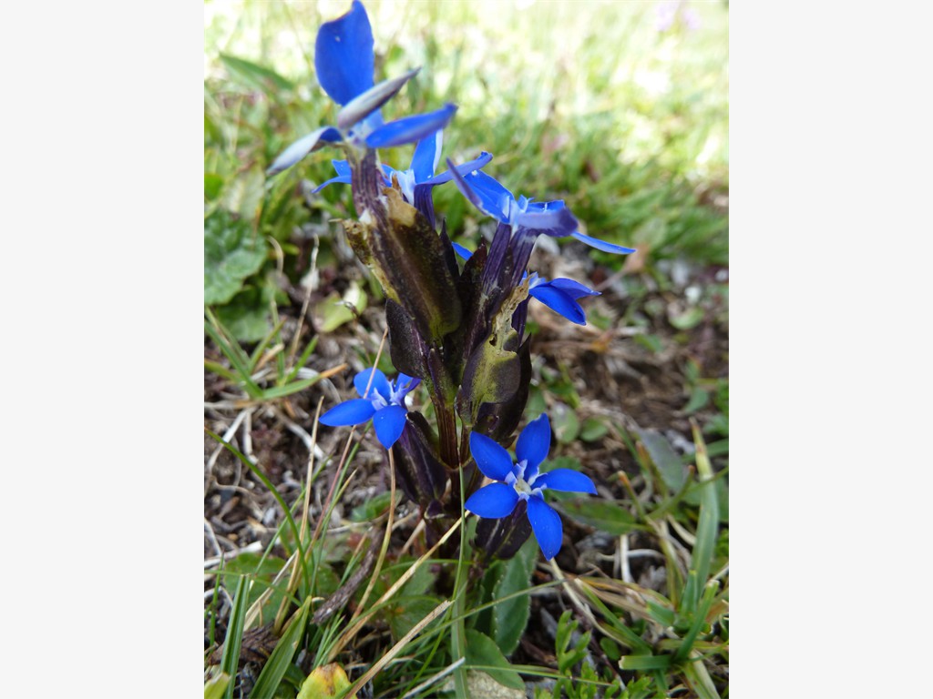 Gentiana verna