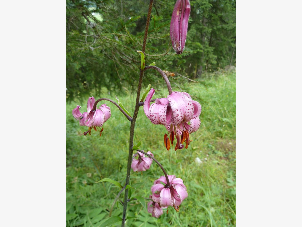 Lilium martagon